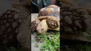 WEEDS WILL ALWAYS MAKE A SULCATA HAPPY