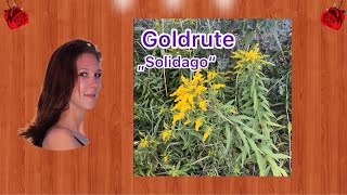 Goldrute - Naturkunde Praxis Angela Dangl