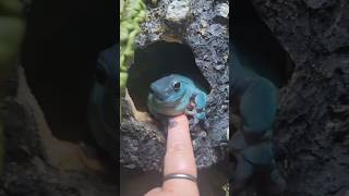 The frog looks to human touch