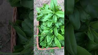 Waterleaf from my backyard #organicgardening  #everyone