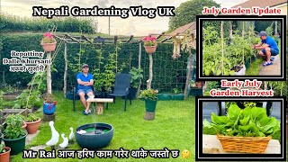 Repotting Dalle Khursani | Kitchen Garden Harvest | Early July Garden Update | Nepali Garden UK Vlog