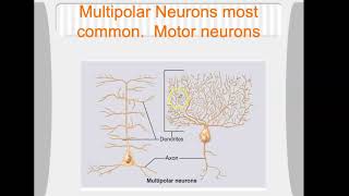 bio 4_Module 7_Ch13_Nervous_part 4