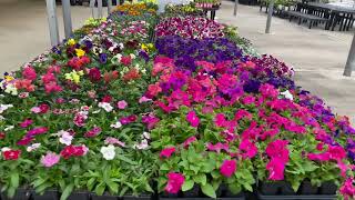 Plant Tour at Walmart || #mylittlejungle #orchids #happy #flowers #chitchattime #nature