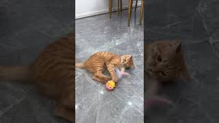 Interactive cat toy, Link is on bio or copy:www.niopets.com