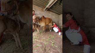 ગાય દોવી #shorts #shortsfeed #laxmankhutivlogs #cowmilking