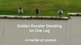 Practising Kung Fu "Golden Rooster Standing on One Leg" 🤣  #Kungfu #birdwatching