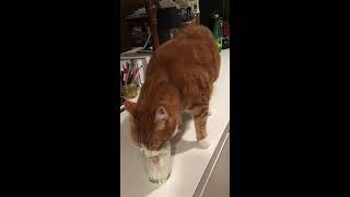 CAT DRINKING IN A GLASS I SHER SHARES