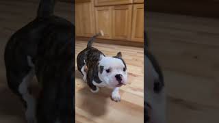 The cleanest nano bully  moves good #nanobully #microbully  #viral