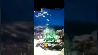 جولة لرؤيه الاسماك فى قاع البحر