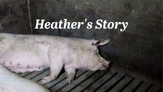 Heather's Story 🐷💔