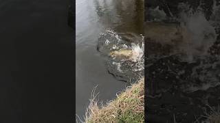 BIG PIKE SMASHES MY BAIT