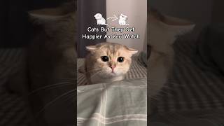 Cats But They Get Happier As You Watch || #cute