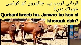 Qurbani k janwaro ko khidmat kese krain?