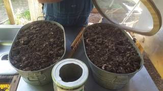 Producing Organic Fertilizer, Worm Castings in Leaf Compost