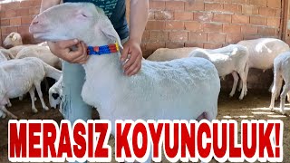 SAĞLIKÇILIKTAN TAHİROVA YETİŞTİRİCİLİĞİNE | KAPALI SİSTEM KOYUNCULUK PARA KAZANDIRIR MI ?