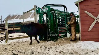 Working 428 Calves In 4 Hours!