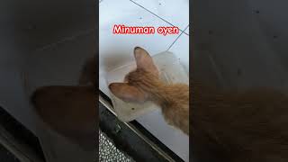 Punya si oyen #catlover #cat #funny #funnycats #cats