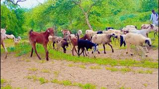 A beautiful herd of sheep @thar desert❤