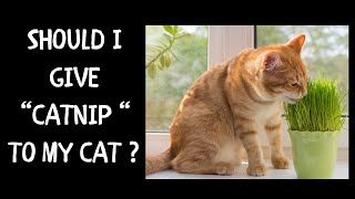 Should I Give Catnip to My Cat ? | Is Catnip Safe For My Cat ?