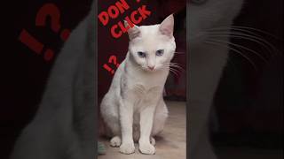 new funny meme | cat funny short #unknownboyvarun #shorts#turkishangora #funny #cutememes