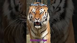 Romantic Tiger / Harimau yang Romantis / Save Tiger #Shorts