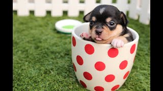 Top 27 Smallest Dog Breeds in the World