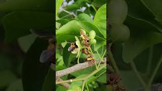 Bees and flowers on Bael tree. बेलपत्र के पेड के फुल और फल.