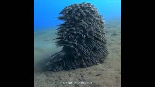 Juvenile striped eel catfish move together on the ocean floor, providing safety in numbers.