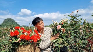 Harvest the rose garden and bring it to the market to sell - Cook pig bran, Live with Nature