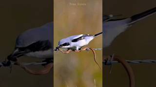 Shrike's unique feeding strategy | butcher birds | thorn birds #shorts #shrike