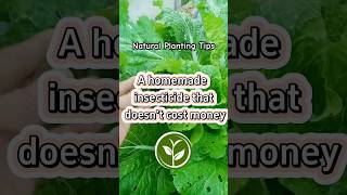 A homemade insecticide that doesn’t cost money #plants #shortvideo #garden #youtubeshorts #howto