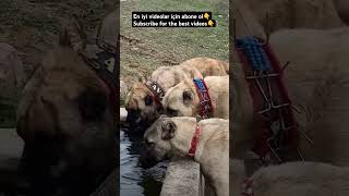 KANGALS #subscribe #dogs #dog #doglover #puppy #subscribers #youtubeshorts #shorts #nature #like