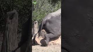 What is Rhino doing #short #animal #tulowild #wildanimal #wildlife