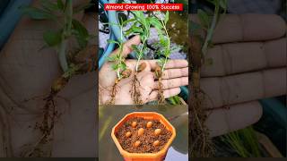 Trick To Grow Almond Plant #shorts #gardeningshorts #almondvariety #ytshorts