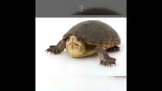 5 Quick Mud Turtle Facts