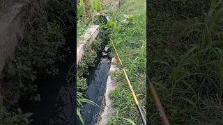 MANCING LIAR DI PARIT KECIL DEKAT PINGGIR JALAN ANGKER 😭😱 !! #mancingliar #shortvideo #jalanangker