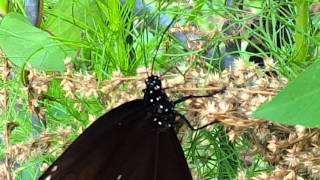 King Crow butterfly feeding on Artemisia scoparia