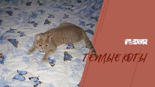 Cезон котиков Тёплые коты))) Flёur