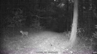 bobcat looking around