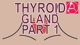 Thyroid Gland Part 1:  Gross Anatomy