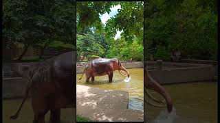 ඒයා සැපේ නානවා🐘#subscribe#elephant#srilanka#srilankaelephant#shorts#short#shortvideo#shortsvideo