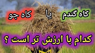 با ارزش ترین کاه برای دام , کاه جو , کاه گندم , کدام کاه ارزش غذایی بیشتری دارد