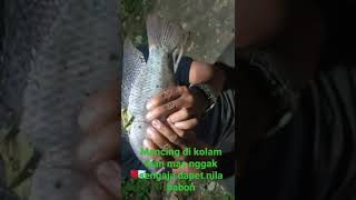 mancing di kolam ikan mas nggak sengaja dapet monster nila 👍