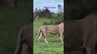 Masai mara safari kenya #minivlog #shortvideo #youtubeshorts