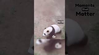 a panda having a tantrum