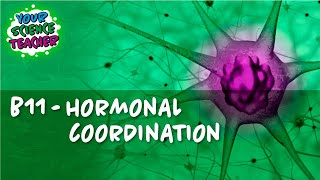 AQA GCSE 9-1 - B11 HORMONAL COORDINATION