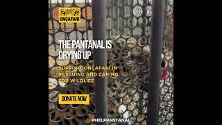 Help Save Wildlife in the Pantanal