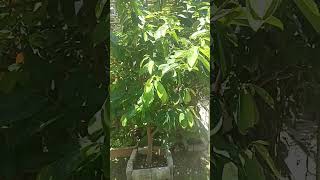 Pohon sirsak subur dihalaman rumah #reviewtanaman #rosa kapan#plants