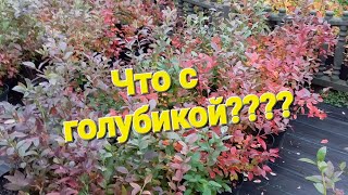 Краснеют листья голубики!!! Что не так???