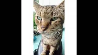 Kucing kesayanganku kucing yang lucu